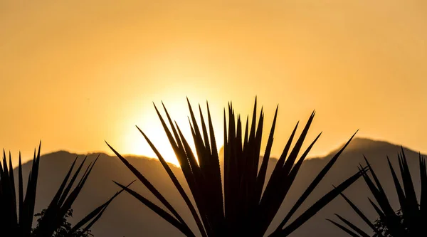 Solnedgång Tequila Landskap Tequila Mexiko — Stockfoto