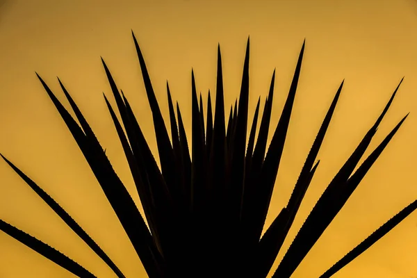 Zonsondergang Tequila Landschap Tequila Mexico — Stockfoto