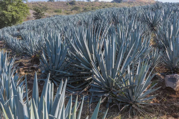 Agave Tequila Landscape Guadalajara Jalisco México —  Fotos de Stock