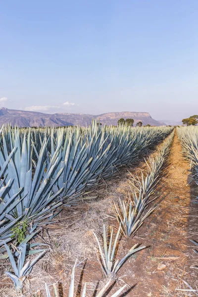 Agave Tequila Paesaggio Vicino Guadalajara Jalisco Messico — Foto Stock