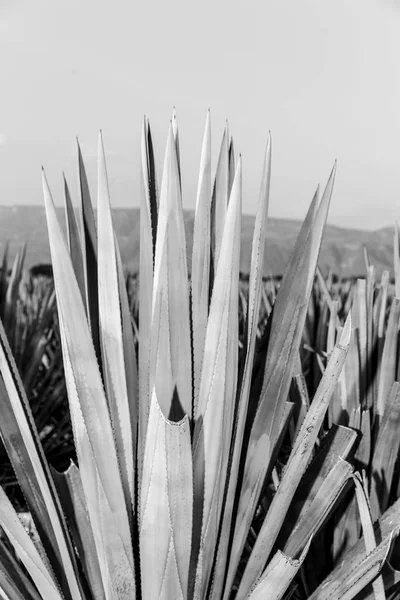 Paisaje Plantación Plantas Agave Para Producir Tequila Blanco Negro —  Fotos de Stock