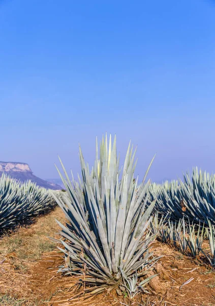 Agave Növények Tequila Előállítása Céljából Történő Ültetésének Tájképe — Stock Fotó