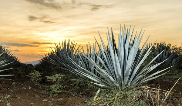 Tramonto Paesaggio Una Piantagione Tequila Guadalajara Messico — Foto Stock