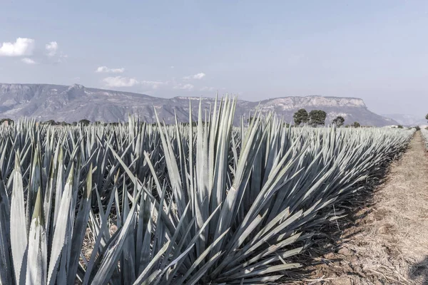 Paesaggio Piante Agave Produrre Tequila Messico Desaturato — Foto Stock