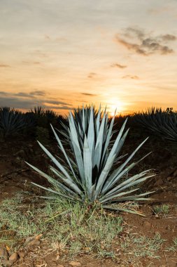 Bir tekila çiftliğin, Guadalajara, Meksika günbatımı manzara.