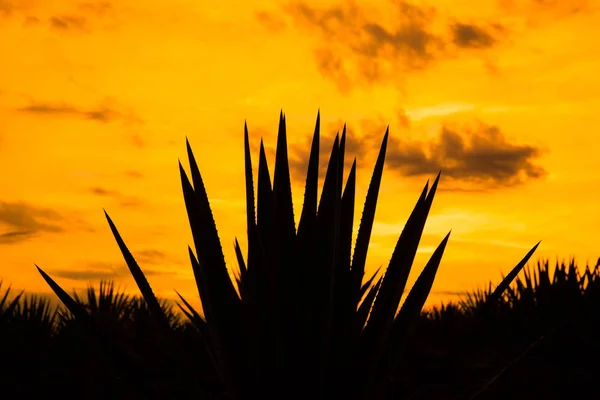 Atardecer Paisaje Una Plantación Tequila Guadalajara México — Foto de Stock