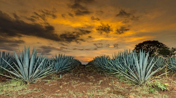 Atardecer Paisaje Una Plantación Tequila Guadalajara México — Foto de Stock
