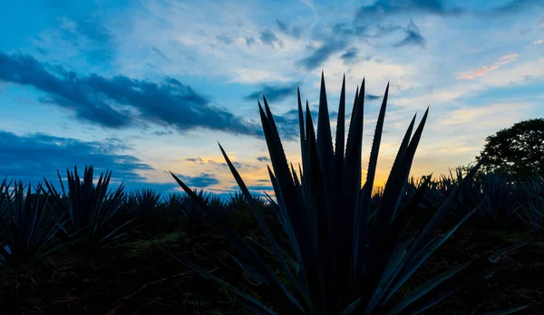 Sunset Landscape Tequila Plantation Guadalajara Mexico — Stock Photo, Image