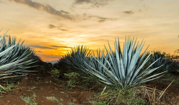 Tequila Ültetvény Guadalajara Mexikó Sunset Táj — Stock Fotó