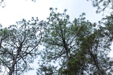 Mazmitla yeşil ormanda. Meksika, dağ manzarası.