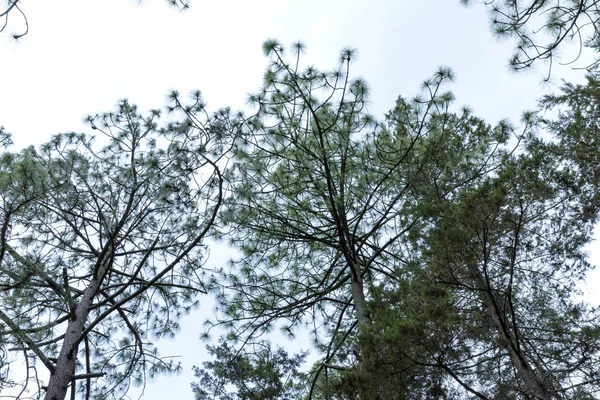 Mazmitla yeşil ormanda. Meksika, dağ manzarası.