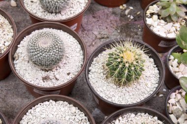 dışında kaktüs hatları