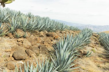 peyzaj tekila Guadalajara