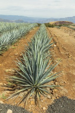 peyzaj tekila Guadalajara