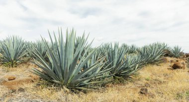 peyzaj tekila Guadalajara