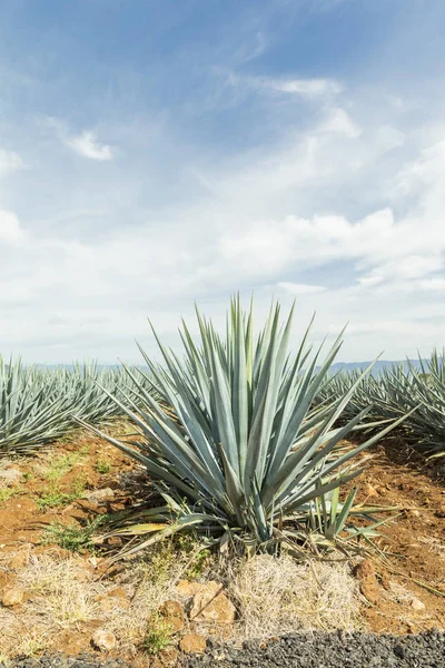 Paesaggio tequila guadalajara — Foto Stock