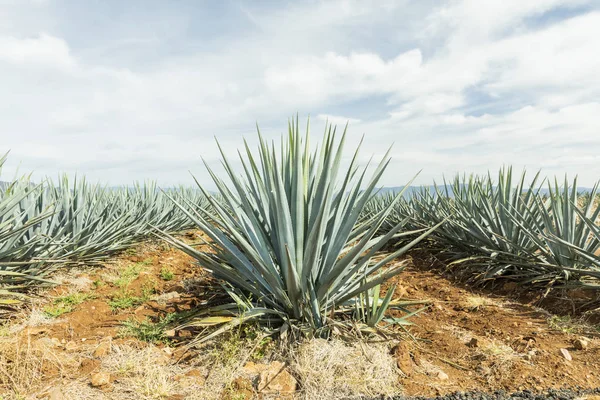 Lanscape Tequila guadalajara — Stockfoto