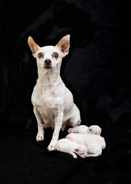 Detail of the puppies — Stock Photo, Image