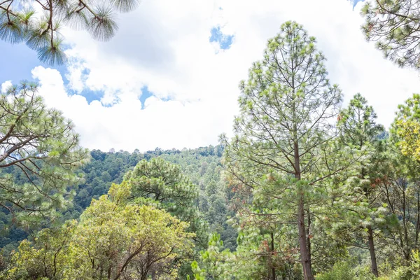 Bosque de pinos en mazamitla — Foto de Stock