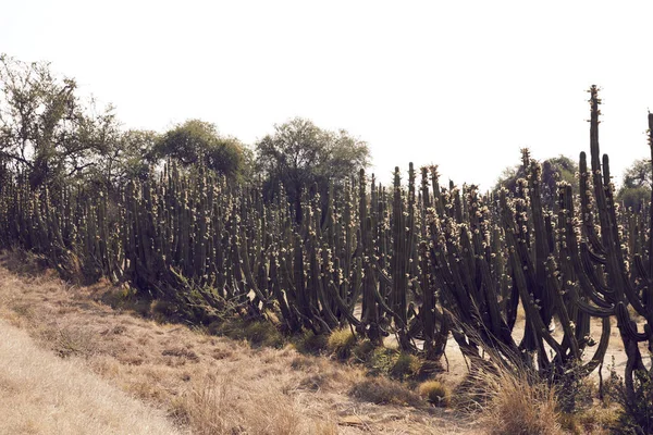 Paesaggio di cactus nel deserto . — Foto Stock