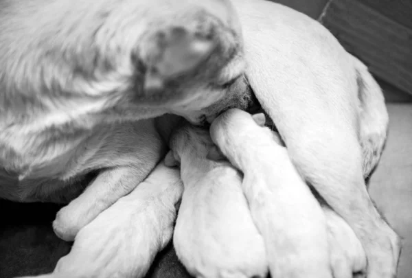 Bonitos filhotes cuidadas pela mãe — Fotografia de Stock