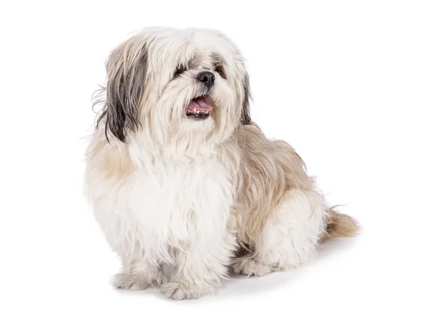 Shih tzu, 8 months old, sitting — Stock Photo, Image