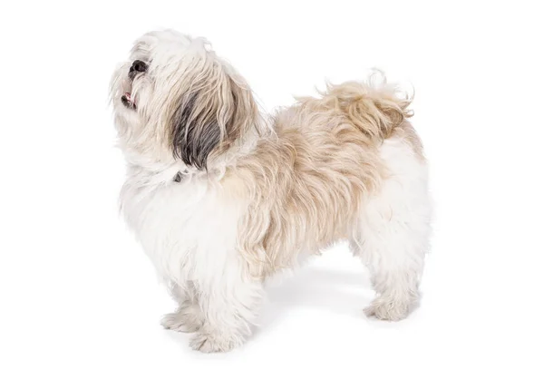 Shih tzu, 8 months old, sitting — Stock Photo, Image