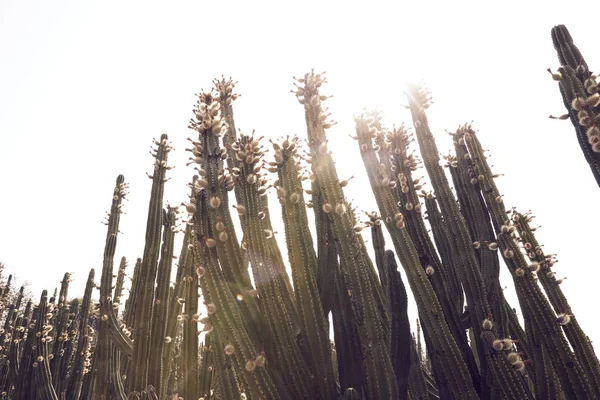 Cactus landschap in de woestijn. — Stockfoto