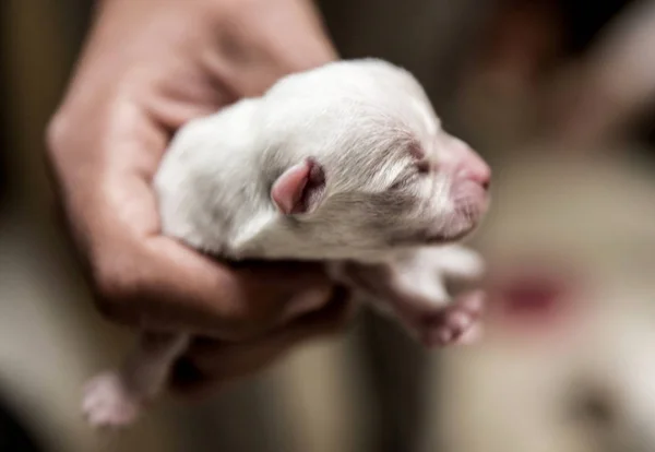 Cachorrinho pequeno e macio mantido à mão — Fotografia de Stock