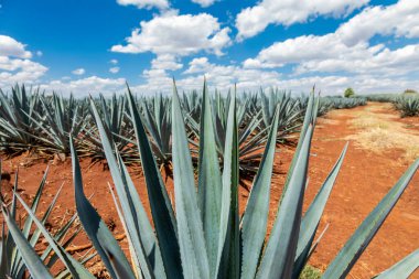 Tekila üretmek için agave bitkilerinin manzarası. Meksika.