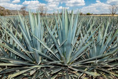 Tekila üretmek için agave bitkilerinin manzarası. Meksika.