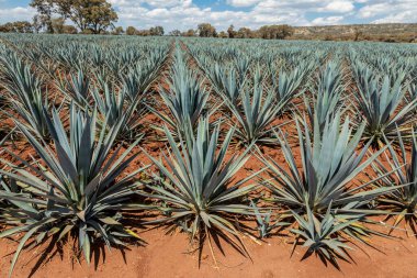 Tekila üretmek için agave bitkilerinin manzarası. Meksika.