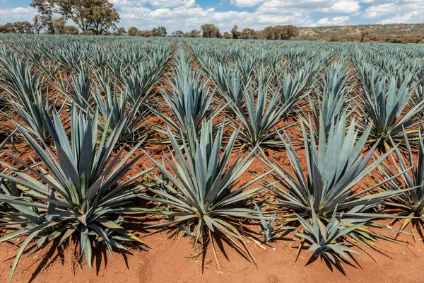 Tájkép Agávé Növények Előállítására Tequila Mexikó — Stock Fotó