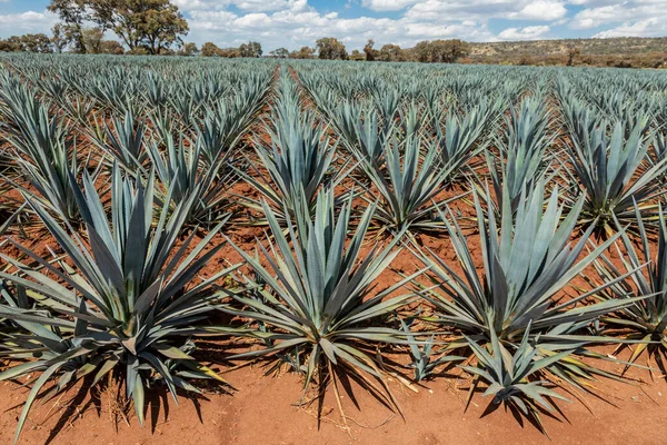 Paesaggio Piante Agave Produrre Tequila Messico — Foto Stock