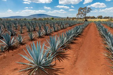 Tekila üretmek için agave bitkilerinin manzarası. Meksika.