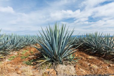 Tekila üretmek için agave bitkilerinin manzarası. Meksika.
