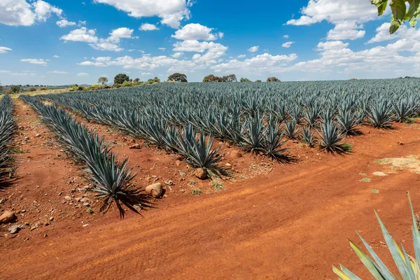 Paisaje Plantas Agave Para Producir Tequila México —  Fotos de Stock
