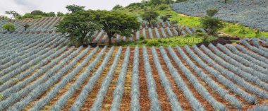 Tekila üretmek için agave bitkilerinin ekimi
