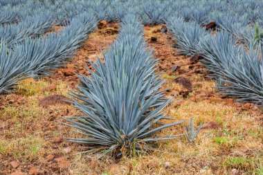 Tekila üretmek için agave bitkilerinin ekimi
