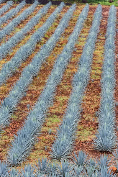 Landschap Van Het Planten Van Agaveplanten Voor Productie Van Tequila — Stockfoto