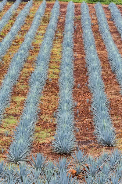 Landschap Van Het Planten Van Agaveplanten Voor Productie Van Tequila — Stockfoto