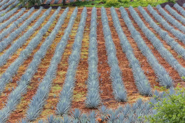 Landschap Van Het Planten Van Agaveplanten Voor Productie Van Tequila — Stockfoto