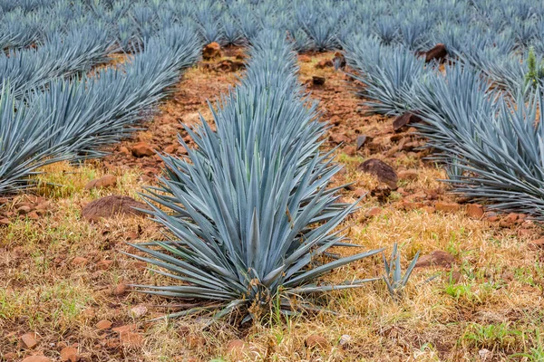 Paysage Plantation Plantes Agave Pour Produire Tequila — Photo