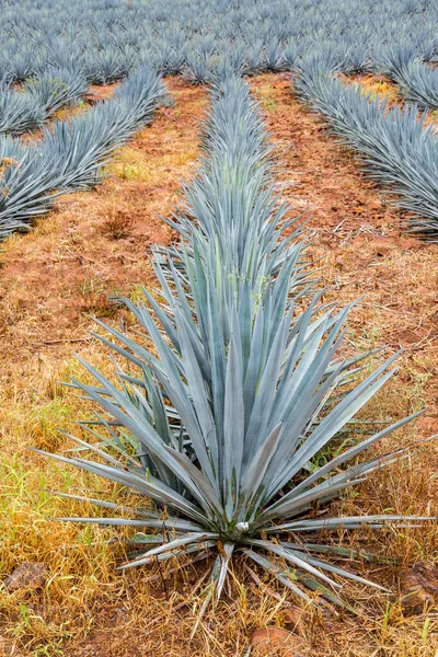 Paisagem Plantio Plantas Agave Para Produzir Tequila — Fotografia de Stock