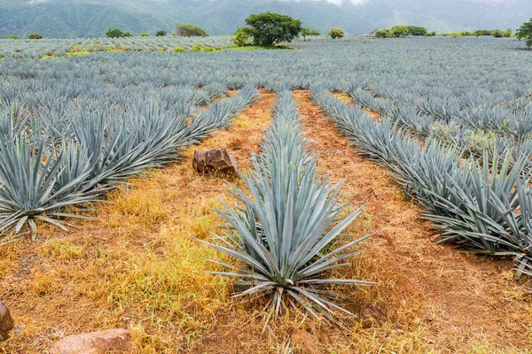 Agave Növények Tequila Előállítása Céljából Történő Ültetésének Tájképe — Stock Fotó