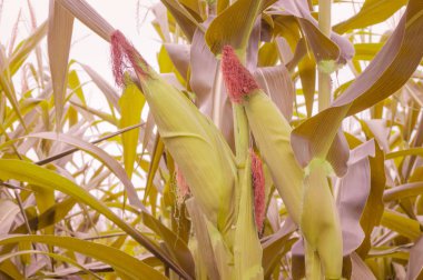 Zea mays Linn. , Tatlı mısır alanında
