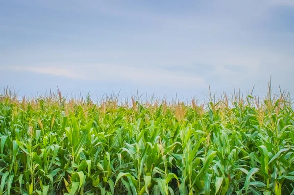 Zea Mays Linn Milho Doce Campo — Fotografia de Stock