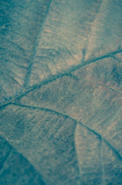 Сухой Старый Абстрактный Фон Листьев Тикового Дерева — стоковое фото