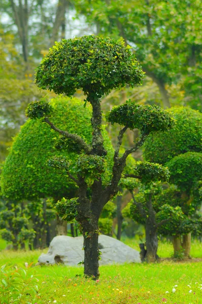 Árbol Jardín Paisajismo Decoración Arte Diseño — Foto de Stock