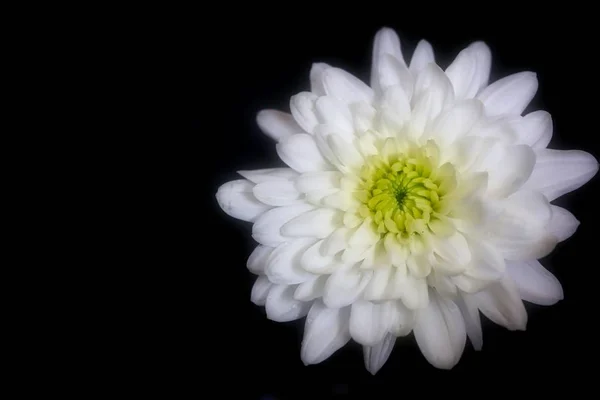 Linda Flor Crisântemo Branco Fundo Preto — Fotografia de Stock